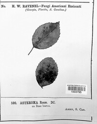 Diplocarpon rosae image